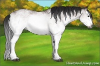 Horse Color:Gray White Spotted Brown Splash