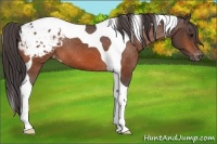 Horse Color:Bay Tobiano Appaloosa 
