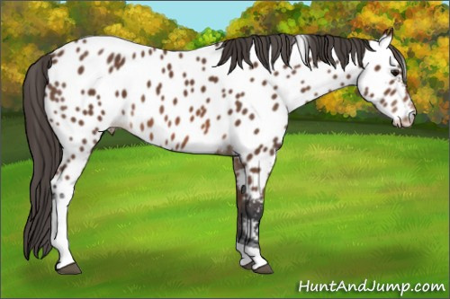 Horse Color: Bay Tobiano Near Leopard 