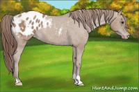 Horse Color:Sable Champagne Appaloosa 