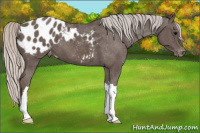Horse Color:Silver Brown Appaloosa 