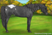 Horse Color:Brown Appaloosa