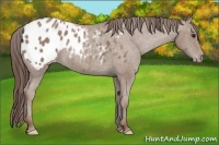 Horse Color:Classic Champagne Appaloosa 