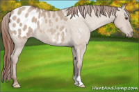 Horse Color:Sable Champagne Dun Appaloosa 