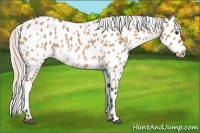 Horse Color:Silver Bay Dun Near Leopard 