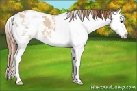 Horse Color:Red Dun Sabino Splash 