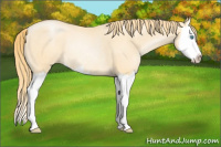 Horse Color:Buckskin Pearl Splash Rabicano 