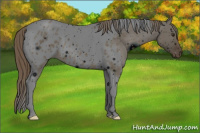 Horse Color:ERROR: UNKNOWN ANOMALY