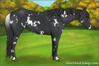 Horse Color:White Spotted Black 