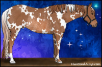 Horse Color:White Spotted Liver Chestnut Rabicano 