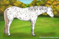 Horse Color:Chestnut Appaloosa 