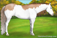 Horse Color:Bay Pearl Sabino Splash 