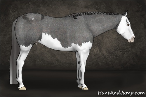 Horse Color:Liver Chestnut Splash Appaloosa