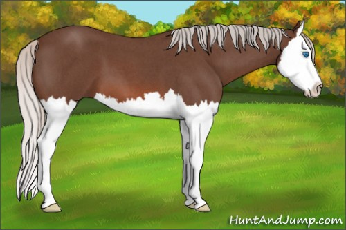 Horse Color: Silver Brown Roan Splash 