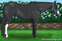 Horse Color:Black 