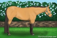 Horse Color:Buckskin 