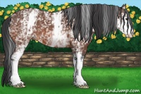 Horse Color:White Spotted Bay Roan 