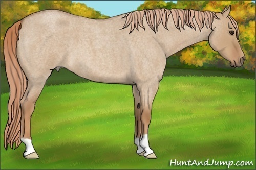 Horse Color:Unknown 