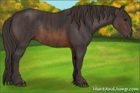 Horse Color:Brown Rabicano Brindle