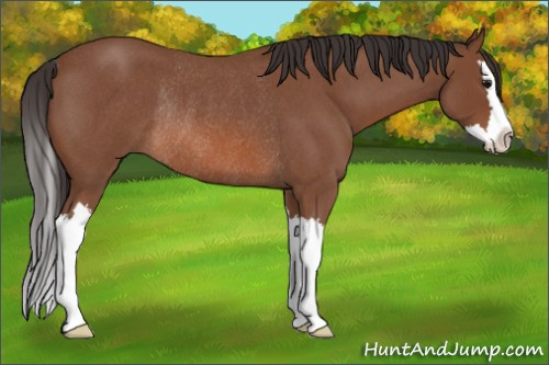 Horse Color: Bay Roan Splash Rabicano 