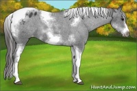 Horse Color:White Spotted Black Splash Tobiano Frame Appaloosa