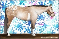 Horse Color:Gray Amber Champagne Ice Tobiano Blanket Rabicano 