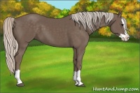 Horse Color:Silver Black Splash 