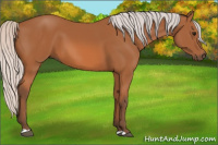 Horse Color:Silver Bay 