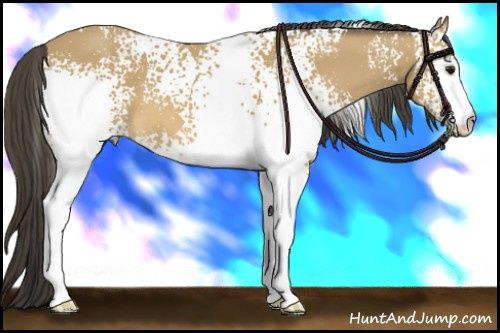 Horse Color: Unknown 