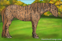 Horse Color:Black  Brindle