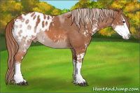 Horse Color:Liver Chestnut Sabino Blanket 