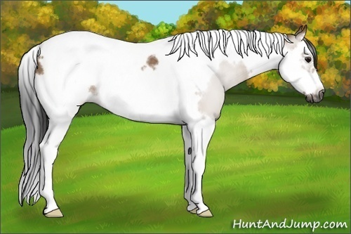 Horse Color:Gray Bay Dun Splash Tobiano Frame 