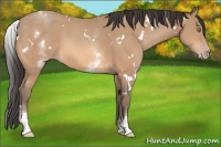 Horse Color:White Spotted Amber Champagne 