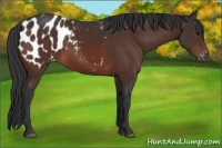 Horse Color:Bay Appaloosa 