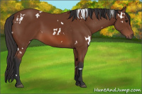 Horse Color:White Spotted Bay Sabino 