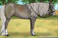 Horse Color:Silver Smoky Black Sabino Splash 