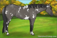 Horse Color:White Spotted Grullo