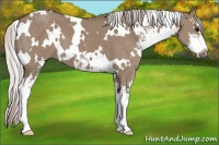 Horse Color:White Spotted Silver Grullo Sabino