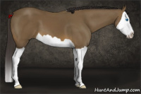 Horse Color:Buckskin Splash 