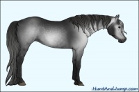 Horse Color:Gray Black Sabino 