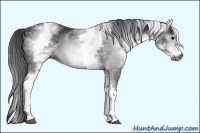 Horse Color:Gray White Spotted Black 