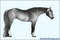 Horse Color:Gray White Spotted Black
