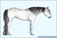 Horse Color:Gray White Spotted Bay 