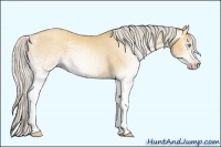 Horse Color:Gray White Spotted Silver Amber Cream Champagne Dun