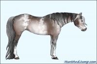 Horse Color:Gray White Spotted Brown Sabino 