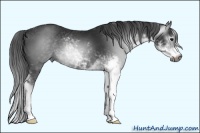 Horse Color:Gray Black Sabino 