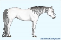 Horse Color:Gray White Spotted Bay Rabicano 