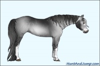 Horse Color:Gray Black Sabino 