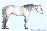 Horse Color:Gray White Spotted Bay Roan 