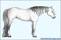 Horse Color:Gray White Spotted Bay 